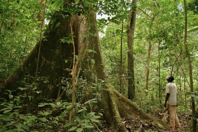 Cinco países africanos firman un compromiso contra el comercio ilegal de madera 