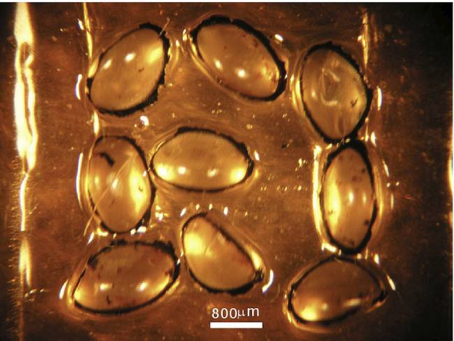 Clonan córneas de insectos de forma artificial
