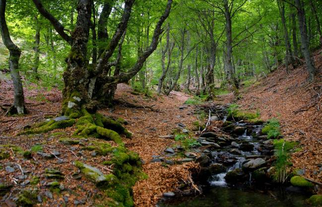 ¿Cómo compiten los árboles en el bosque para sobrevivir?