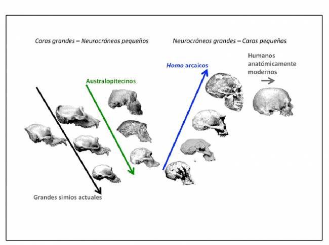 ¿Cómo evolucionó el rostro humano?