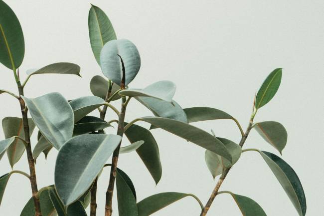 plantas