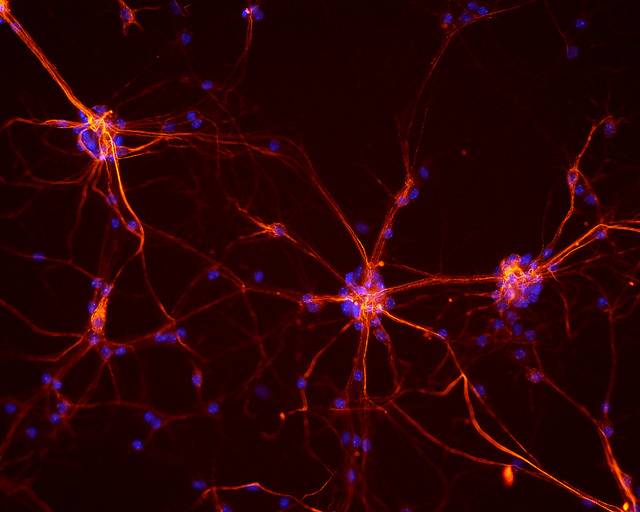 Portada en papel de la revista Cell Stem Cell