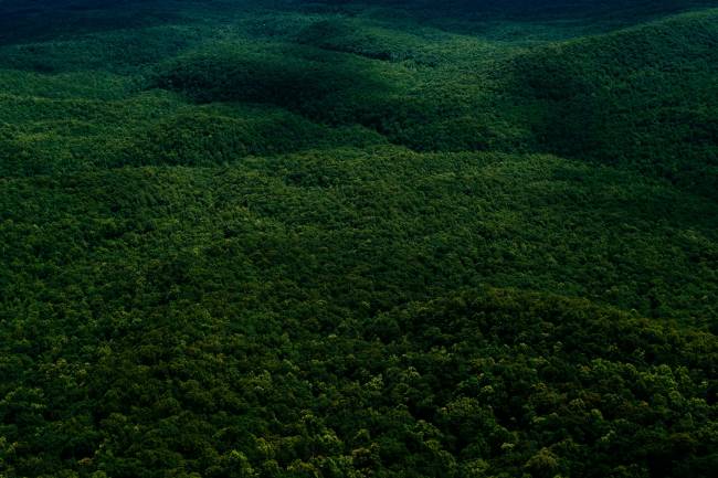 bosque