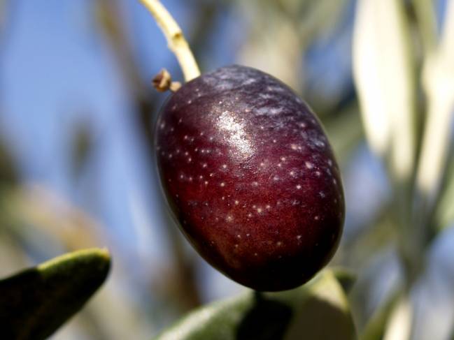 Compuestos de la piel de la aceituna pueden combatir el cáncer de mama