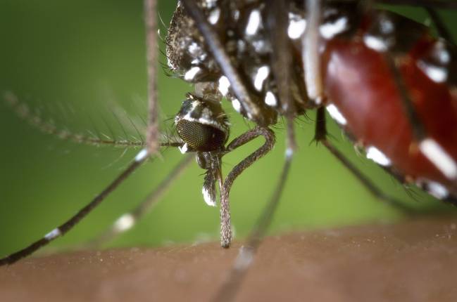 mosquito tigre