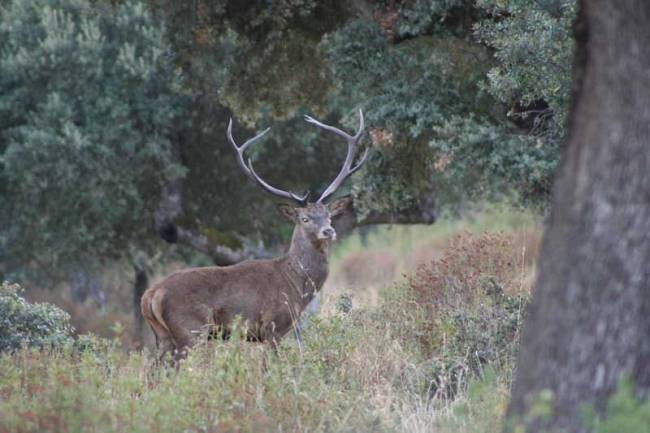 Confirman la existencia de dos linajes genéticos de ciervo ibérico en España