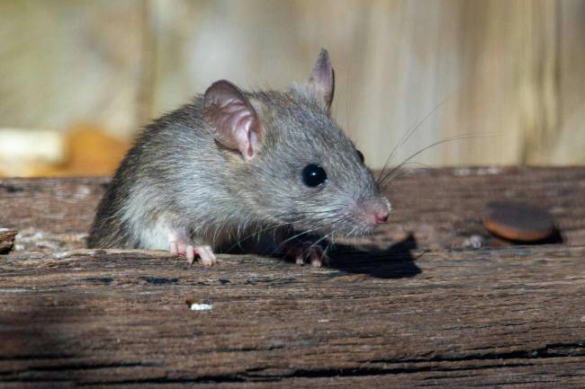 hantavirus, roedores, ratones, crucero