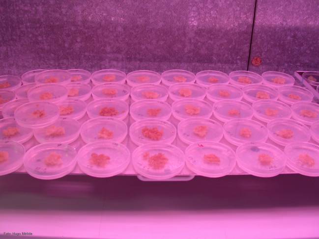 Crean cultivos celulares de maíz más resistentes a herbicidas