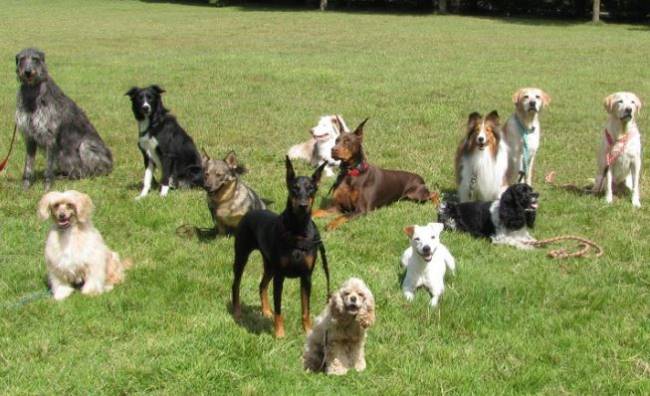 Crean el mapa más completo de la evolución de las razas de perros