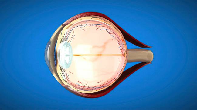 modelo anatómico de un ojo