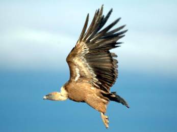 Crean nuevas directrices para alimentar a las aves rapaces necrófagas amenazadas en España