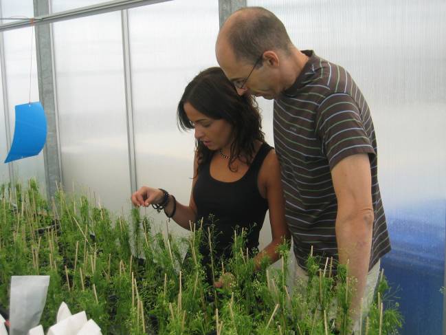 Crean plantas más resistentes a los virus