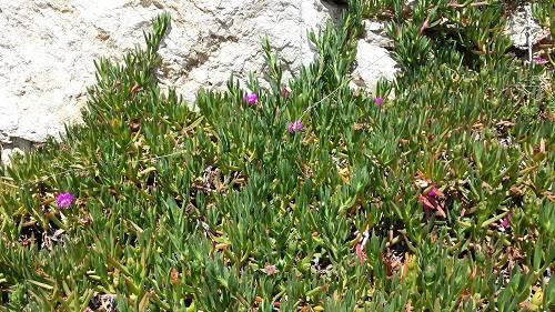 La planta Carpobrotus edulis (uña de gato, en castellano), originaria de Sudáfrica, es una especie exótica e invasiva que se distribuye hoy en día por diferentes continentes. Imagen: Sergi Munné Bosch, UB