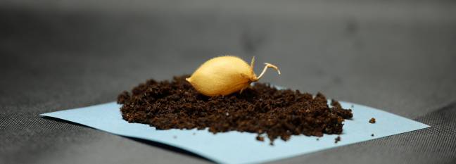 variedad de garbanzo ‘Myles’ 