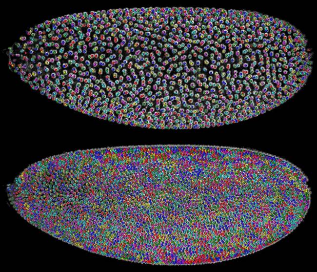 Reconstrucción del patrón celular de un embrión de mosca Drosophila. Imagen: Kellerlab