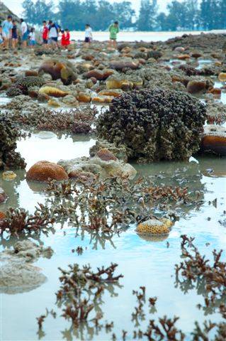 De España a Australia, 50 millones de años de biodiversidad marina