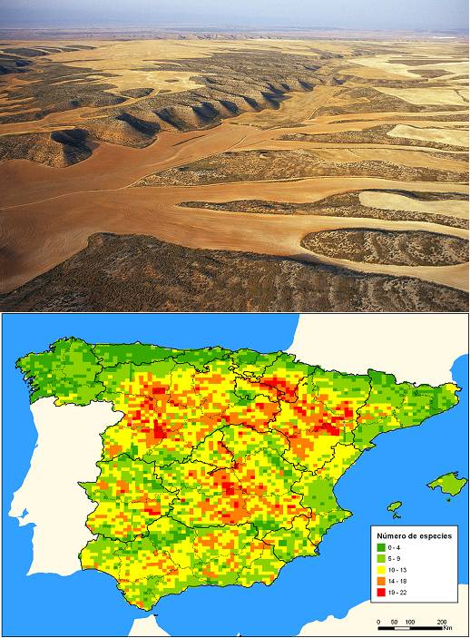 Definidas las áreas más valiosas para las aves esteparias en España