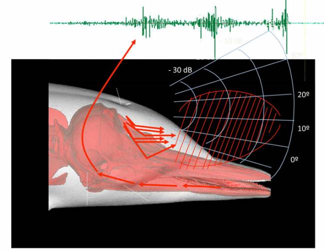 Desarrollan el primer sistema que diagnostica 'in situ' la pérdida de audición de los cetáceos varados