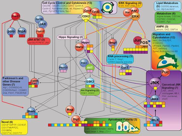 Desarrollan un nuevo sistema de análisis genético más completo y rápido