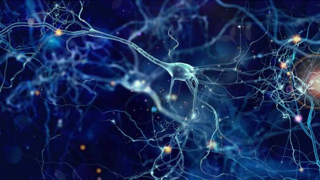 neuronas, cerebro aprendizaje