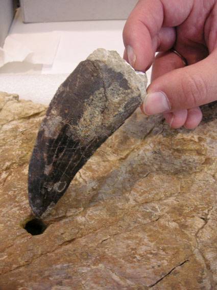 Describen el diente más grande de dinosaurio carnívoro de España