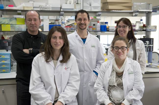Describen el papel de los lisosomas en la toxicidad hepática del paracetamol
