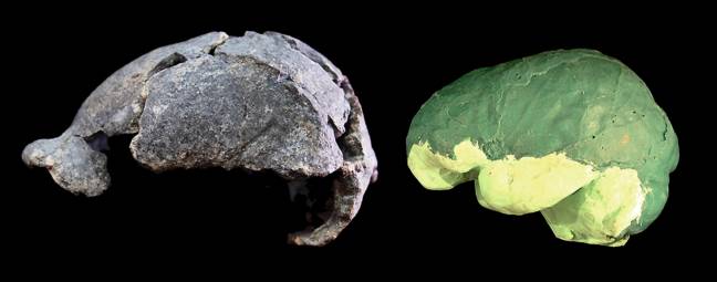  Describen la morfología cerebral de un ‘Homo erectus’, que no difiere demasiado de la humana