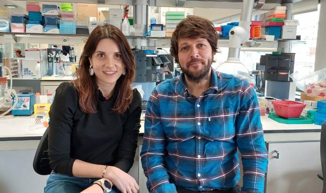 Describen los mecanismos neuronales responsables de los antojos en el embarazo