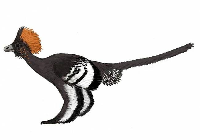 Describen por primera vez la coloración completa del plumaje de un dinosaurio