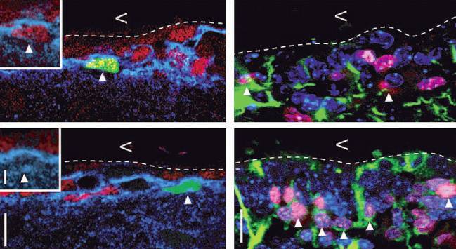 Describen un nuevo mecanismo de regulación molecular de la neurogénesis