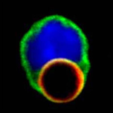 Describen un nuevo mecanismo molecular que amplifica la respuesta inmunitaria