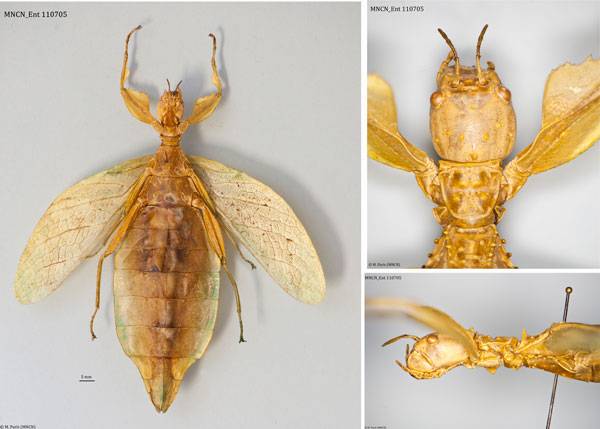 Describen una nueva especie de insecto hoja