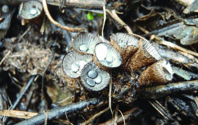 Descubierta en Cabo Verde una nueva especie de hongos nido
