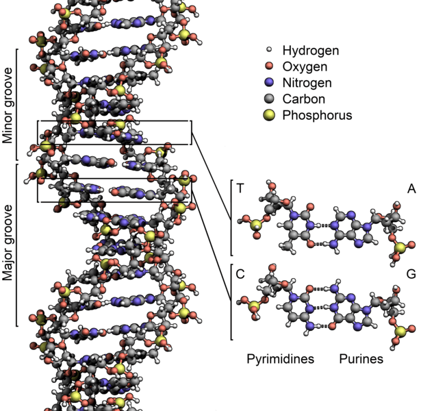 Descubierta una nueva enzima capaz de replicar cadenas de ADN dañadas