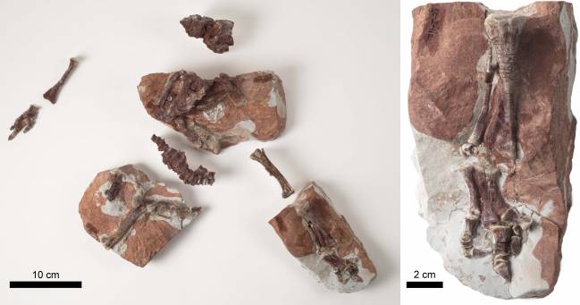 Descubierta una nueva especie de dinosaurio ‘Iguanodon’ en Teruel