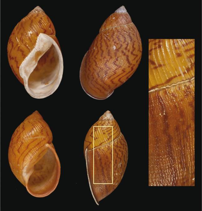 Descubierta una nueva especie de molusco recolectada en el siglo XIX
