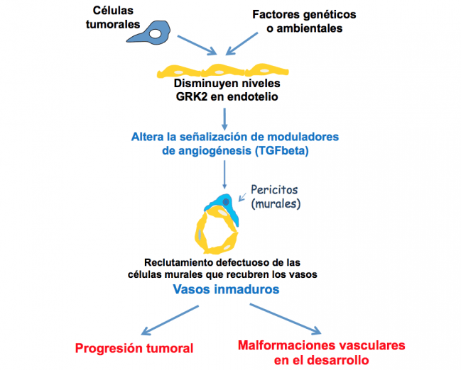 Descubierto un factor clave en la vascularización de los tumores
