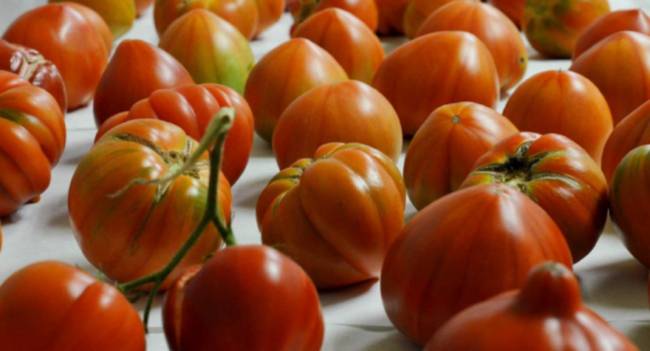 Tomates sobre una mesa