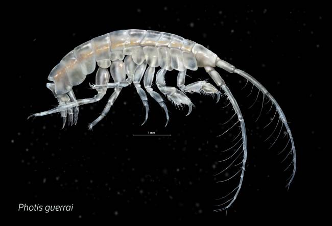 Descubren dos nuevas especies de crustáceos en los fondos marinos de Galicia