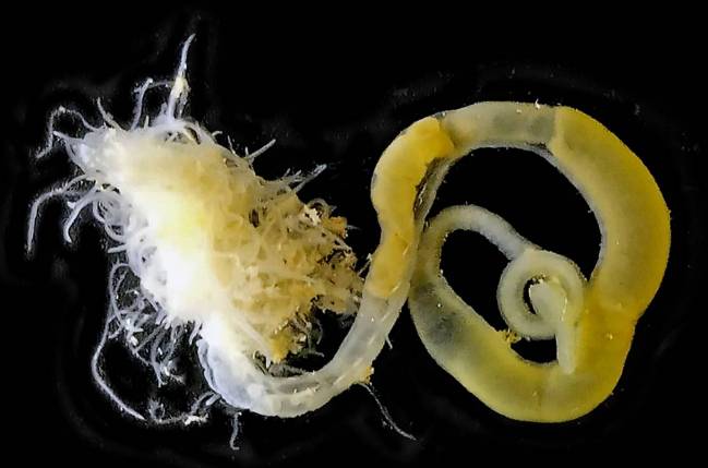 Descubren dos nuevas especies de gusanos marinos en una cueva de las Islas Baleares