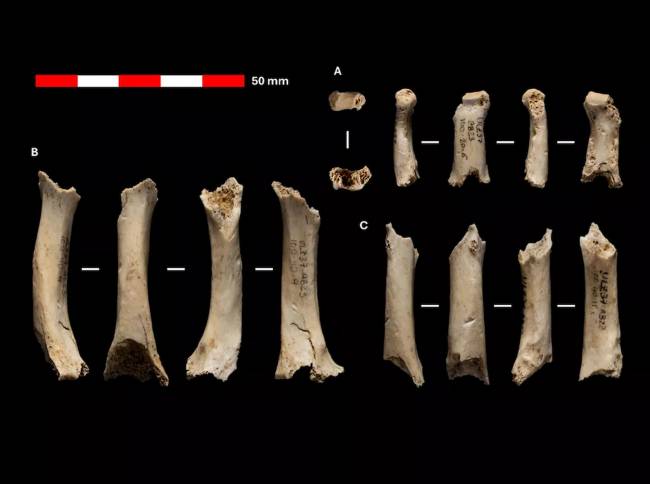 Descubren en Navarra restos de un hombre neandertal de hace 46 000 años