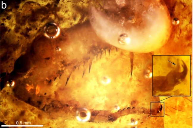 Descubren en Teruel un insecto dentro de un ámbar de 105 millones de años