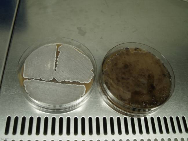 Descubren en una bacteria modelo dos genes que regulan las fuentes de carbono y fosfato