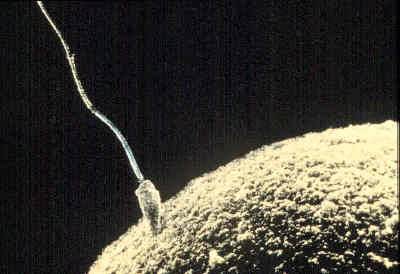 Descubren la función de una proteína básica para la formación de óvulos y espermatozoides