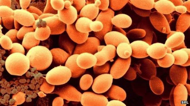 Descubren mecanismos biológicos conservados durante cientos de millones de años