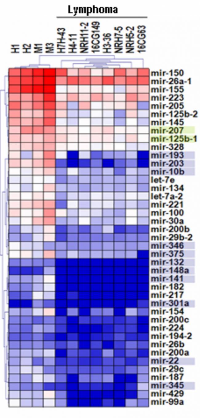 microRNAs