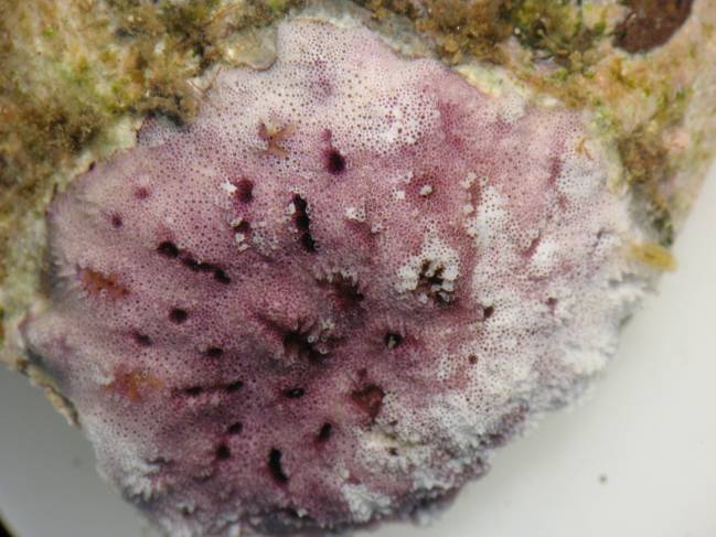 Descubren nuevos organismos coloniales marinos en Madeira