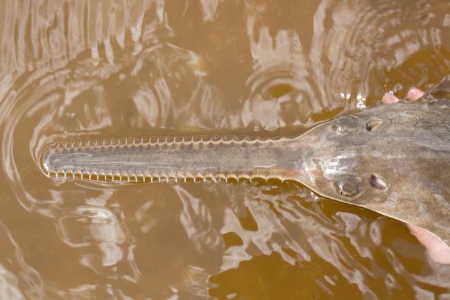 Descubren peces sierra nacidos sin reproducción sexual