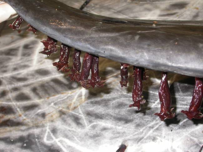 Descubren percebes que se adhieren a las aletas de los delfines