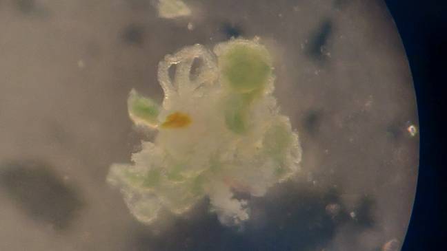 Descubren tres nuevas especies de ‘gusanos comehuesos’ en la península ibérica